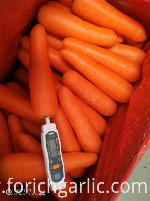 Fresh Carrot New Crop